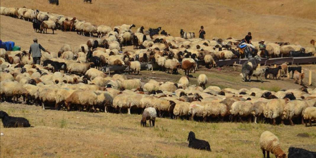 Yaz bitti dönüş yoluna geçildi! 5 ay süren serüven: Birçoğunun geçim kaynağı… 4